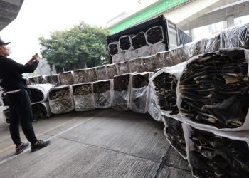 Hong Kong Customs Seizes 4.2 Tonnes of Endangered Shark Skin in Record-Breaking Bust