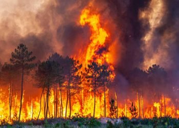 Heatwaves scorches Europe, Wildfires Rage as Temperatures Soar