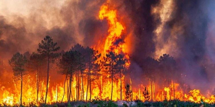 Heatwaves scorches Europe, Wildfires Rage as Temperatures Soar