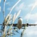 Airlines Betting Big on Sustainable Aviation Fuel