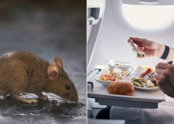 Scandinavian Airlines Flight Diverted After Mouse Found in Passenger’s Meal