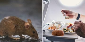 Scandinavian Airlines Flight Diverted After Mouse Found in Passenger’s Meal