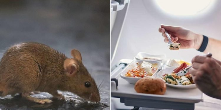 Scandinavian Airlines Flight Diverted After Mouse Found in Passenger’s Meal