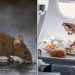 Scandinavian Airlines Flight Diverted After Mouse Found in Passenger’s Meal