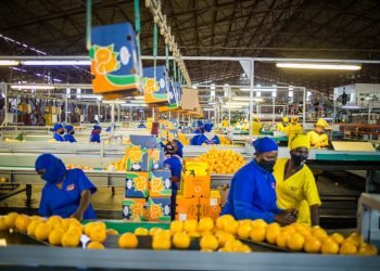 Zimbabwe’s Fresh Produce Exports in Jeopardy as Air Cargo Capacity Shrinks