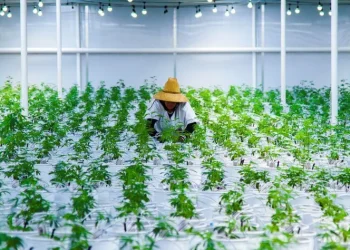 E-Commerce Fuels CBD Market Growth: Essential Logistics Enhancements