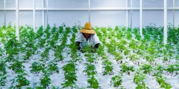 E-Commerce Fuels CBD Market Growth: Essential Logistics Enhancements