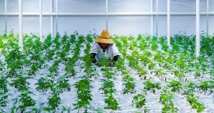 E-Commerce Fuels CBD Market Growth: Essential Logistics Enhancements