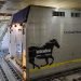 Precision and Care: Magma Aviation and Intradco Global Successfully Transport 34 Endurance Horses