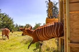 Seventeen Bongos Take Flight: DHL Delivers Endangered Antelopes to Kenyan Sanctuary