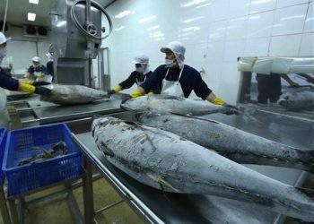 Cold Chain Networks in Europe Near Breaking Point as Seafood Exports Climb