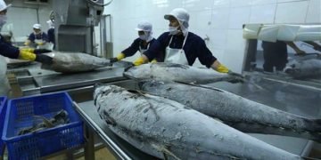 Cold Chain Networks in Europe Near Breaking Point as Seafood Exports Climb
