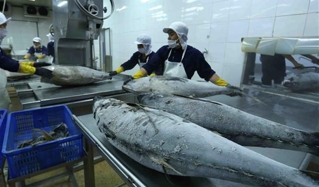 Cold Chain Networks in Europe Near Breaking Point as Seafood Exports Climb