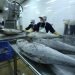 Cold Chain Networks in Europe Near Breaking Point as Seafood Exports Climb