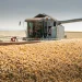 Brazil Ramps Up Soybean Exports as Asian Demand Surges