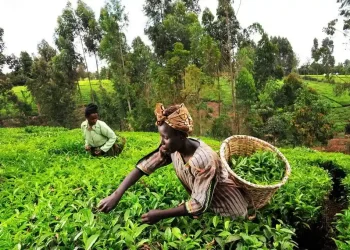 Blockchain Gives Kenyan Tea Farmers a Direct Route to Fair Pay