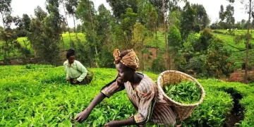 Blockchain Gives Kenyan Tea Farmers a Direct Route to Fair Pay