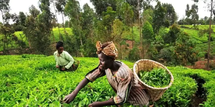 Blockchain Gives Kenyan Tea Farmers a Direct Route to Fair Pay
