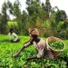Blockchain Gives Kenyan Tea Farmers a Direct Route to Fair Pay