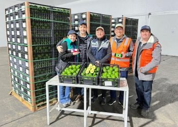 Chilean Avocado Exporters Test Hybrid Aircraft to Meet Rising Demand