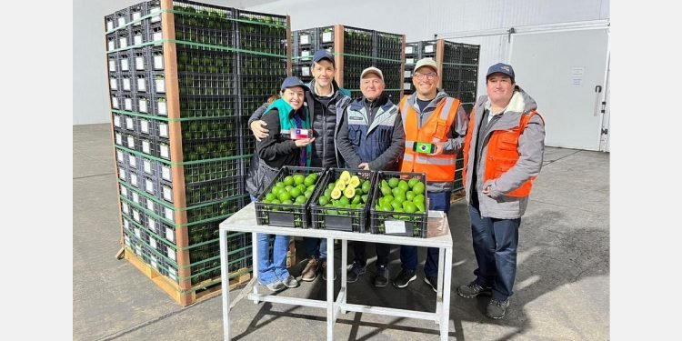 Chilean Avocado Exporters Test Hybrid Aircraft to Meet Rising Demand