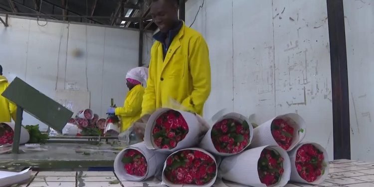 KENYA’S FLOWER EXPORTS FEEL THE STRAIN OF IRAN CONFLICT