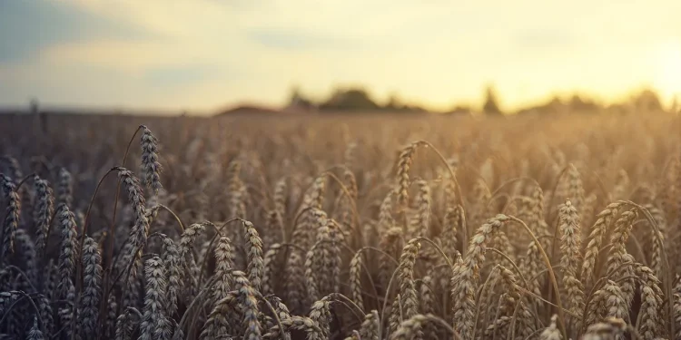 Fertilisers, food security and foreign policy