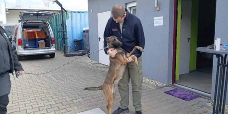 Lufthansa Cargo Deploys Sniffer Dogs to South Africa for Anti-Poaching Mission