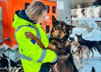 ACS arranges charter for 36 huskies heading to Alaska sled race