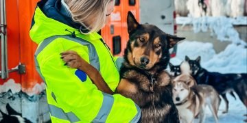ACS arranges charter for 36 huskies heading to Alaska sled race