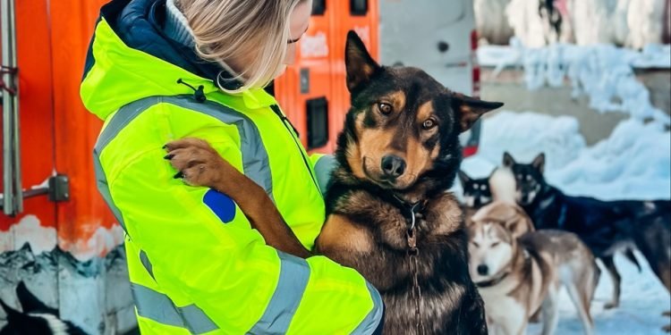 ACS arranges charter for 36 huskies heading to Alaska sled race