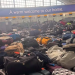 British Airways seeks up to £10m from Heathrow after repeated baggage failures
