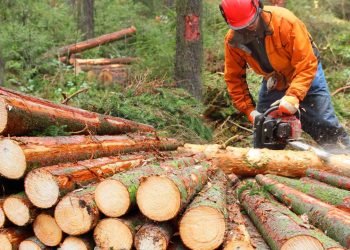Canadian Forestry Industry Warns New U.S. Tariffs Will Deepen Sector Challenges