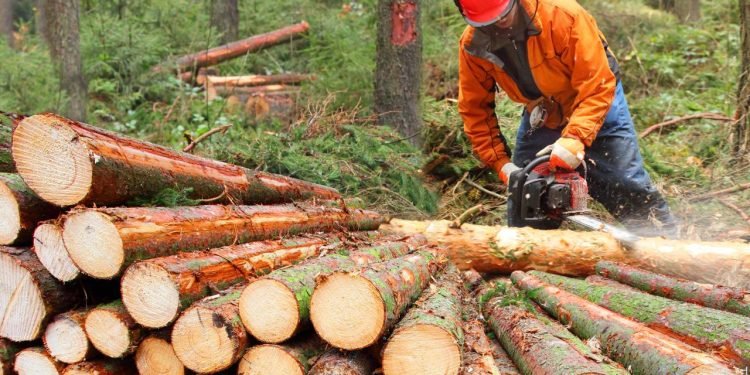 Canadian Forestry Industry Warns New U.S. Tariffs Will Deepen Sector Challenges