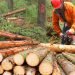 Canadian Forestry Industry Warns New U.S. Tariffs Will Deepen Sector Challenges