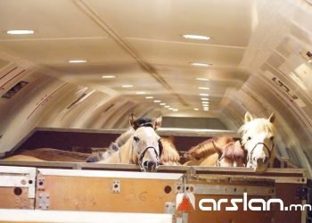 Chapman Freeborn and Intradco Global Delicate Airlift of 121 Mongolian Horses
