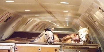 Chapman Freeborn and Intradco Global Delicate Airlift of 121 Mongolian Horses