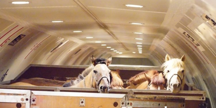Chapman Freeborn and Intradco Global Delicate Airlift of 121 Mongolian Horses