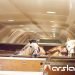 Chapman Freeborn and Intradco Global Delicate Airlift of 121 Mongolian Horses