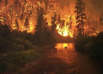Wildfires Continue to Spread Across Canada as Smoke Impacts Millions