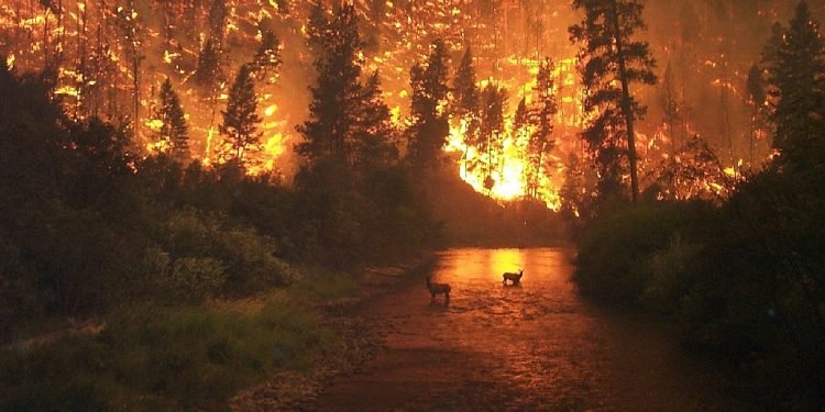 Wildfires Continue to Spread Across Canada as Smoke Impacts Millions
