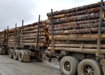 Carrier Forest Products to Suspend Operations at Saskatchewan Sawmill, Affecting 117 Employees