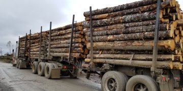 Carrier Forest Products to Suspend Operations at Saskatchewan Sawmill, Affecting 117 Employees