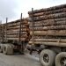 Carrier Forest Products to Suspend Operations at Saskatchewan Sawmill, Affecting 117 Employees