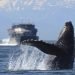 $32M contract awarded to replace P.E.I.’s Souris ferry terminal bridge