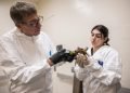 Bronx Zoo Helps Rescue More Than 800 Turtles Seized in Illegal Wildlife Trade