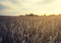 Dry bulk owners face growing challenges as grain trade disruption deepens