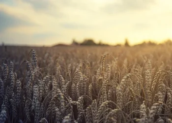 Dry bulk owners face growing challenges as grain trade disruption deepens