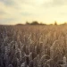 Dry bulk owners face growing challenges as grain trade disruption deepens