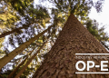 B.C.’s Forest Sector Calls for Immediate Provincial Action as Industry Crisis Deepens